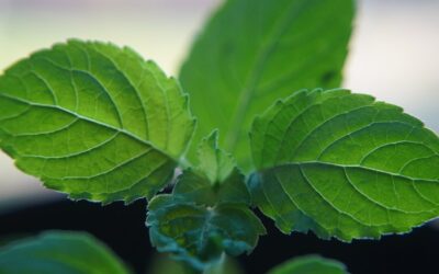 5 Incredible Benefits of Tulsi Honey: Nature’s Perfect Pair