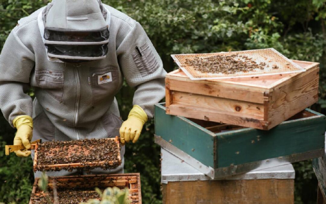 Raw honey vs Processed Honey