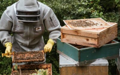 7 Powerful Reasons to Choose Raw Honey Over Processed Honey