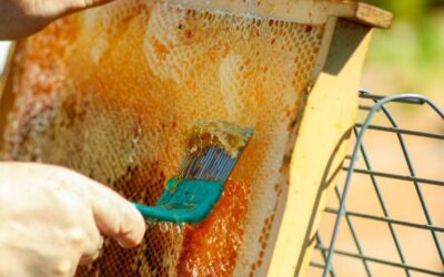 What is Organic Honey? A Complete Guide to Pure & Natural Sweetness